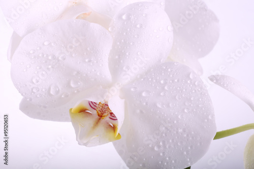 white orchid flower with water droplets macro separately on a wh