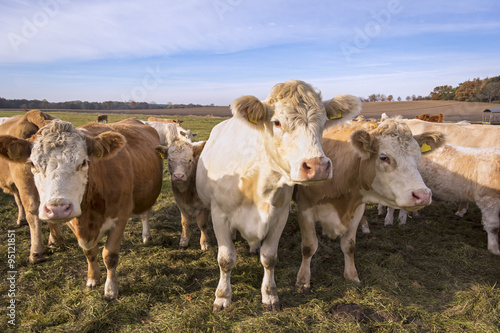 Cows at the Meadow photo