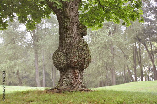 Bulbous bulging burl growth on diseased tree trunk mutation possibly caused by bacteria or fungi