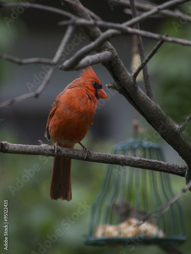 Cardinal on a branch