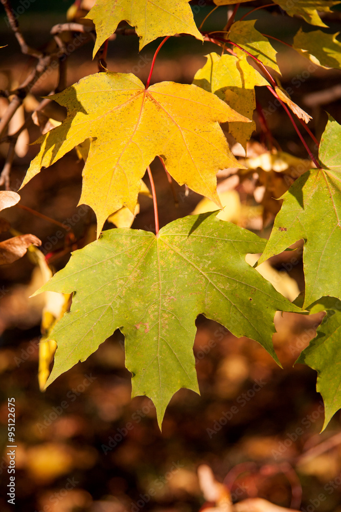 Red and yellow autumn maple leaves Red and yellow autumn maple leaves