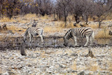 Damara zebra, Equus burchelli  at waterhole Etosha, Namibia