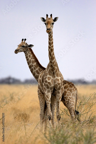 Giraffe  Giraffa camelopardalis  in Etosha National Park  Namibia