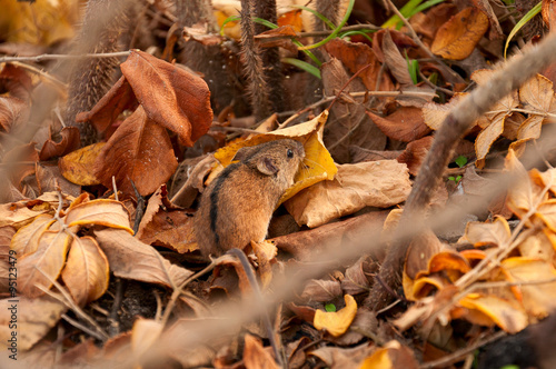Mouse autumn in the park