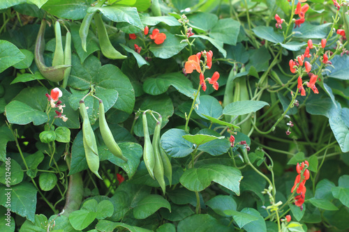 Foto beans plants and flowers
