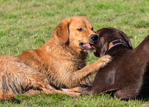 Hunde beim Spielen