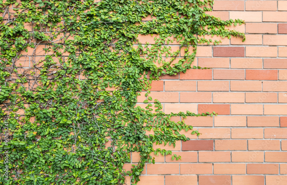 Closeup green ivy with red brick wall texture background