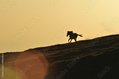 Running horse © PixieMe