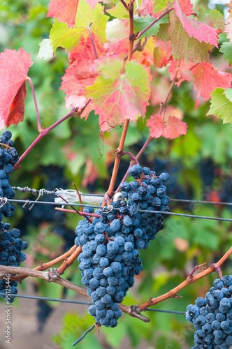 Bunch of red wine grape Bibor kadarka (Purple kadarka) in vineyard ready to harvest. Bibor kadarka is a Hungarian bred red wine grapes. Vertical image photo