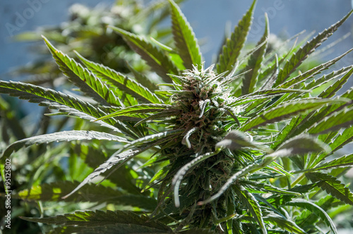 Bilde på lerret branch of cannabis plant with buds