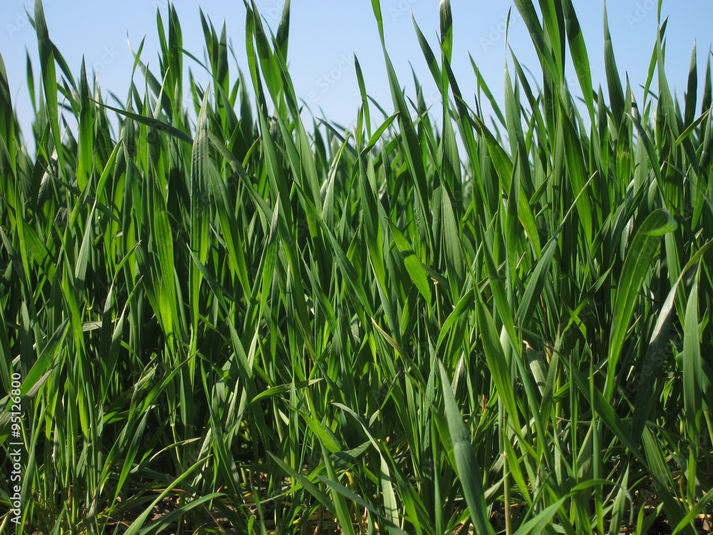 Wheat Wheat