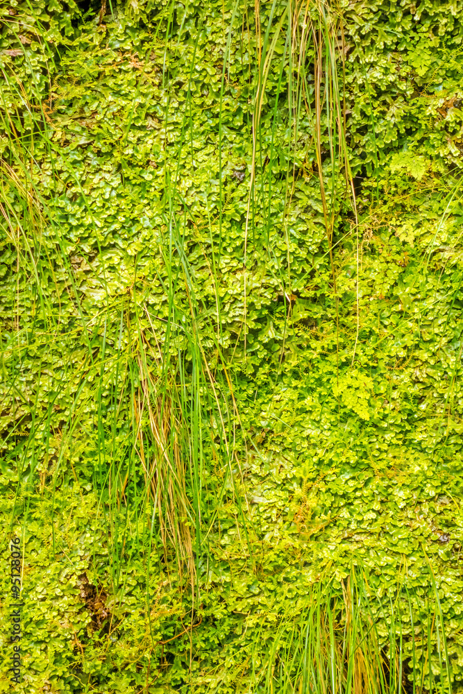 Obraz premium green tropical plant wall