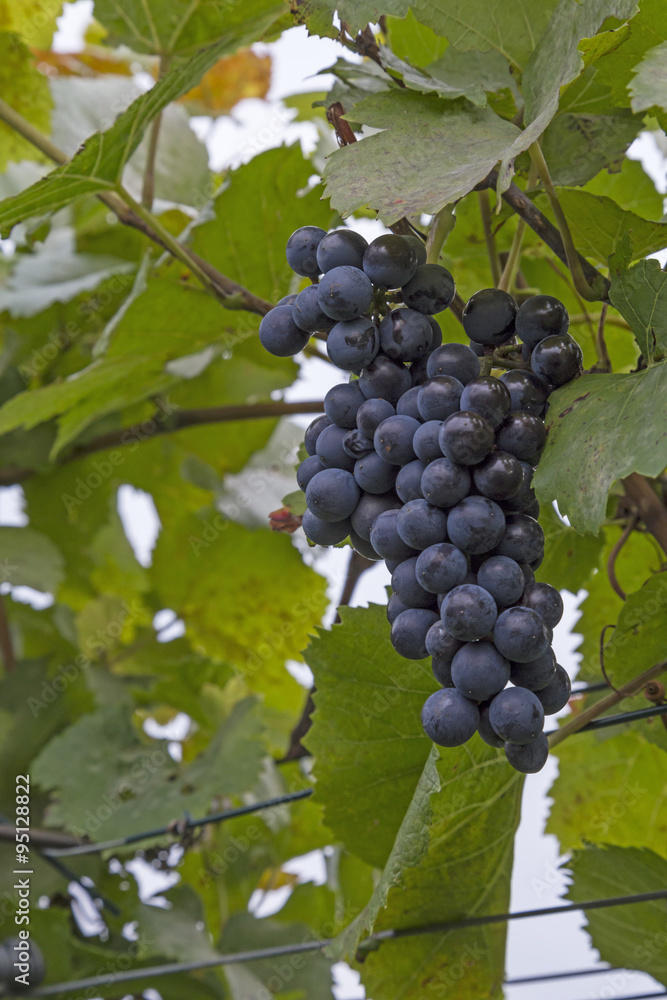 wine growing