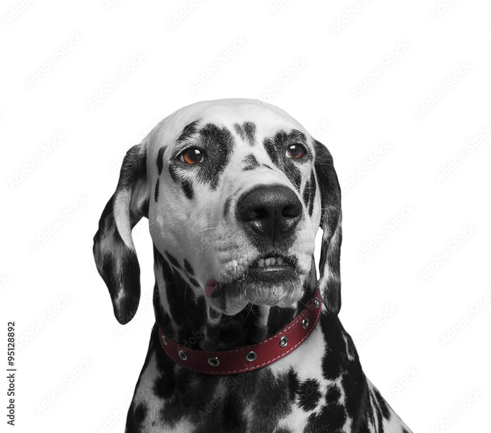 Portrait of a black and white spotted dalmatian dog