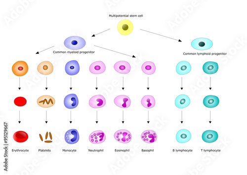 ematopoiesi: formazione delle principali cellule del sangue e del sistema immunitario