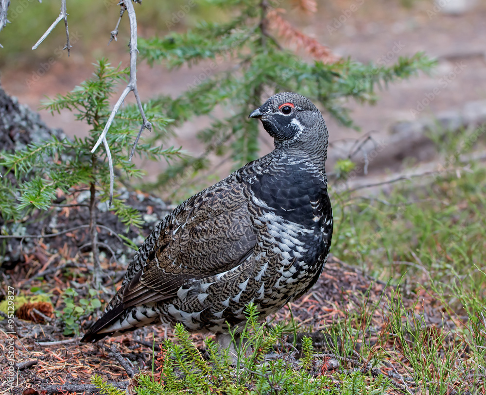 Spruce Grouse - male Spruce Grouse - male