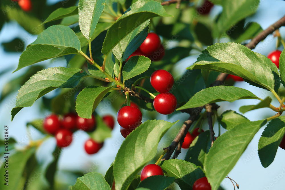 cherry branch