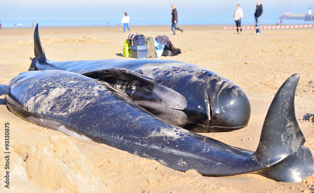 Fototapeta premium globicéphales échoués sur le sable