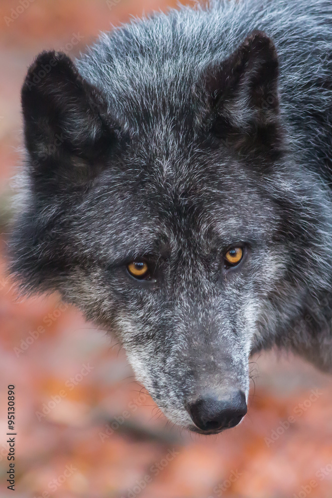 Timber Wolf Portrait 1 
