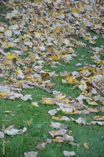 Herbstlaub auf der Wiese © alisseja