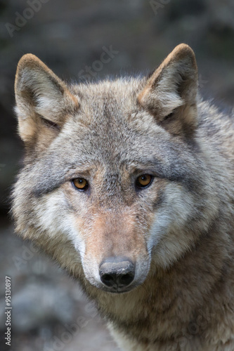 grauer Wolf Portrait 1