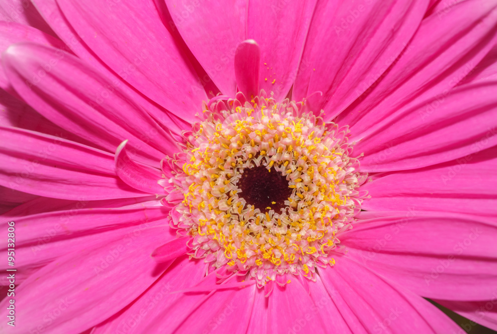 Pink flower close-up Coral Gerbera Daisy
Pink flower close-up Coral Gerbera Daisy