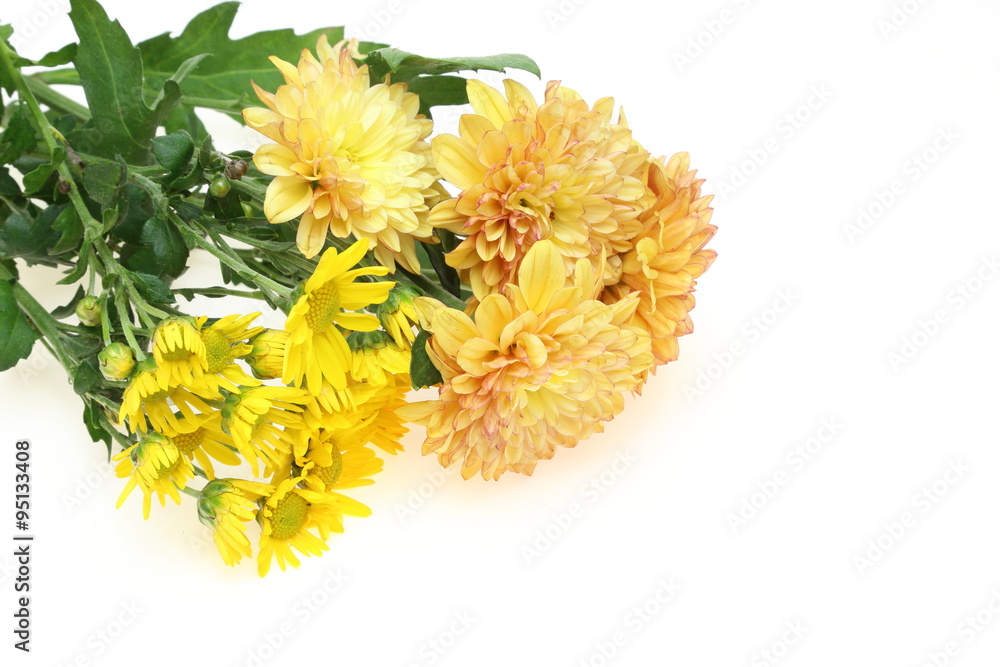 菊 菊