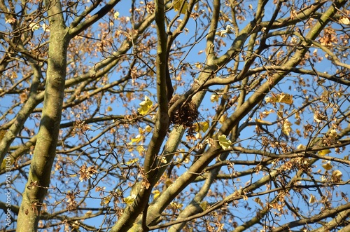 Wallpaper Mural Ahornbaum im November mit letzten Herbstblättern und Samen Torontodigital.ca