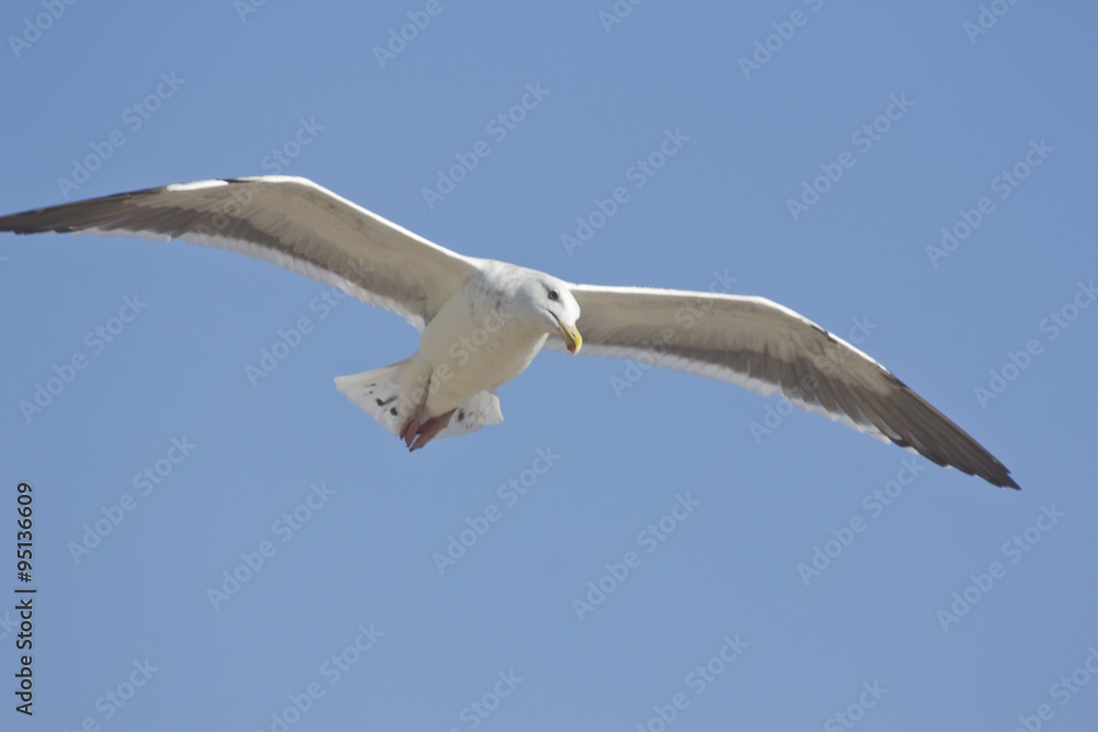 Seagull Flying Seagull Flying