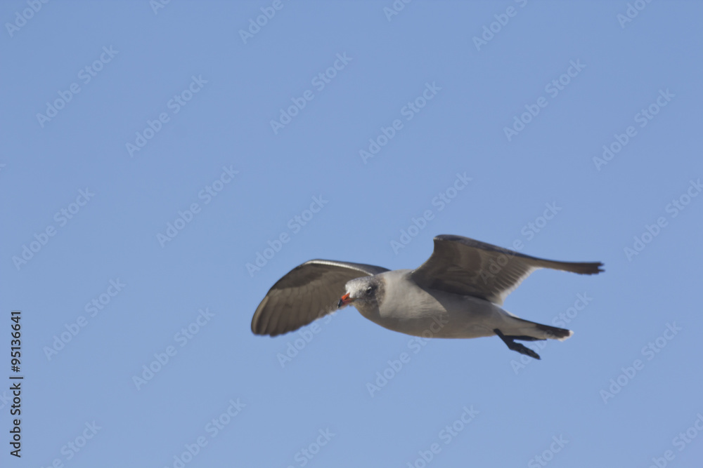 Obraz premium Seagull Flying