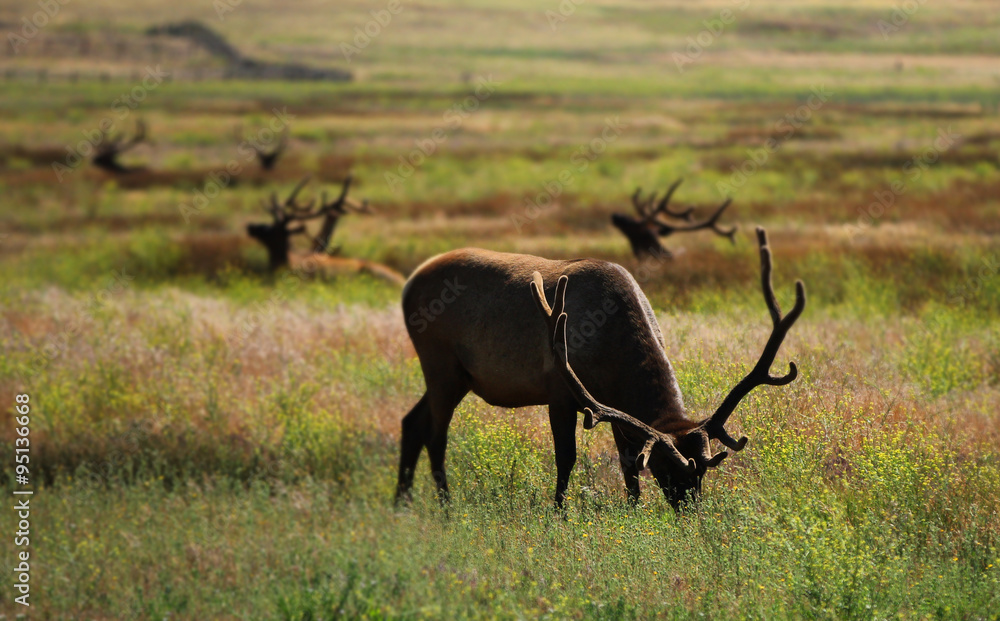 A large elk with horns grazing in a green grass meadow.