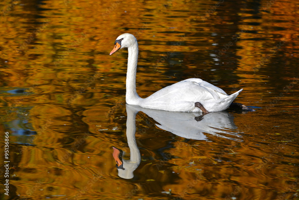 Obraz premium Cygne, automne