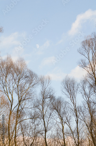 Winter Sky with Bare Trees
