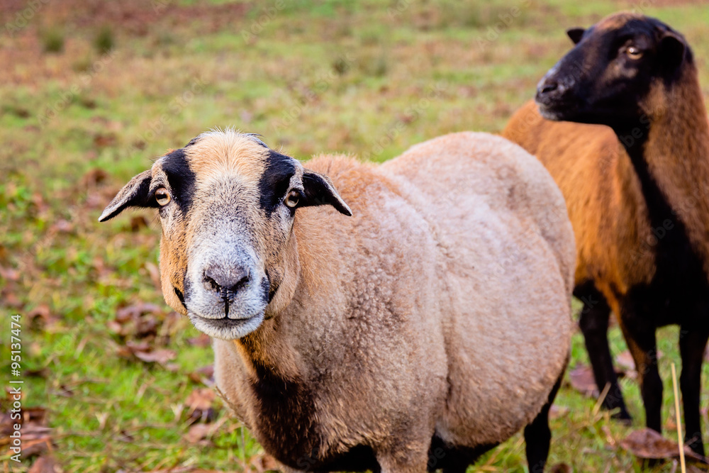 Portrait of a cameroon sheep ewe in Czech Republic Portrait of a cameroon sheep ewe in Czech Republic