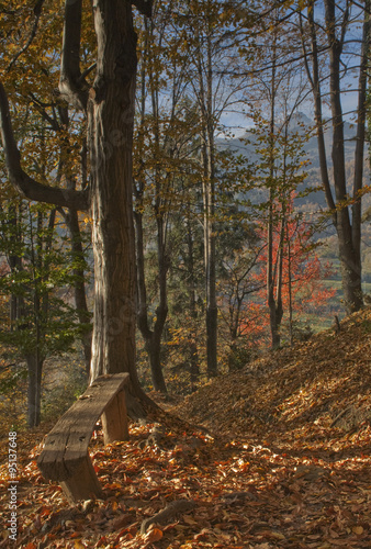 la panchina sul sentiero nel bosco in autunno photo