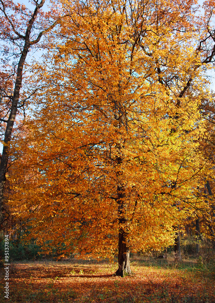 fall  autumn  leaves tree