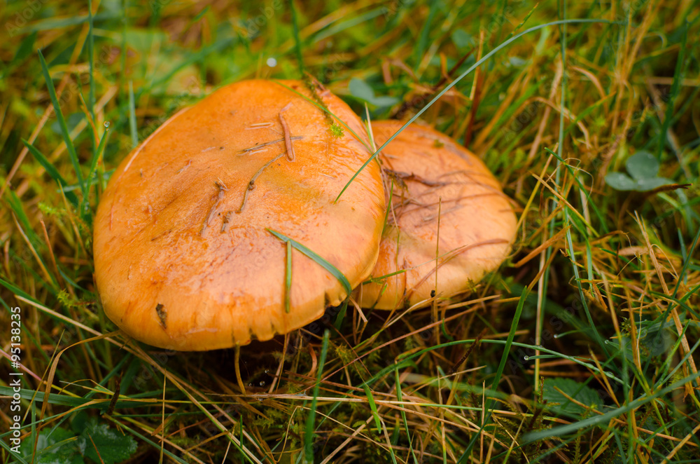 Mushroom suillus luteus growing in the forest Mushroom suillus luteus growing in the forest