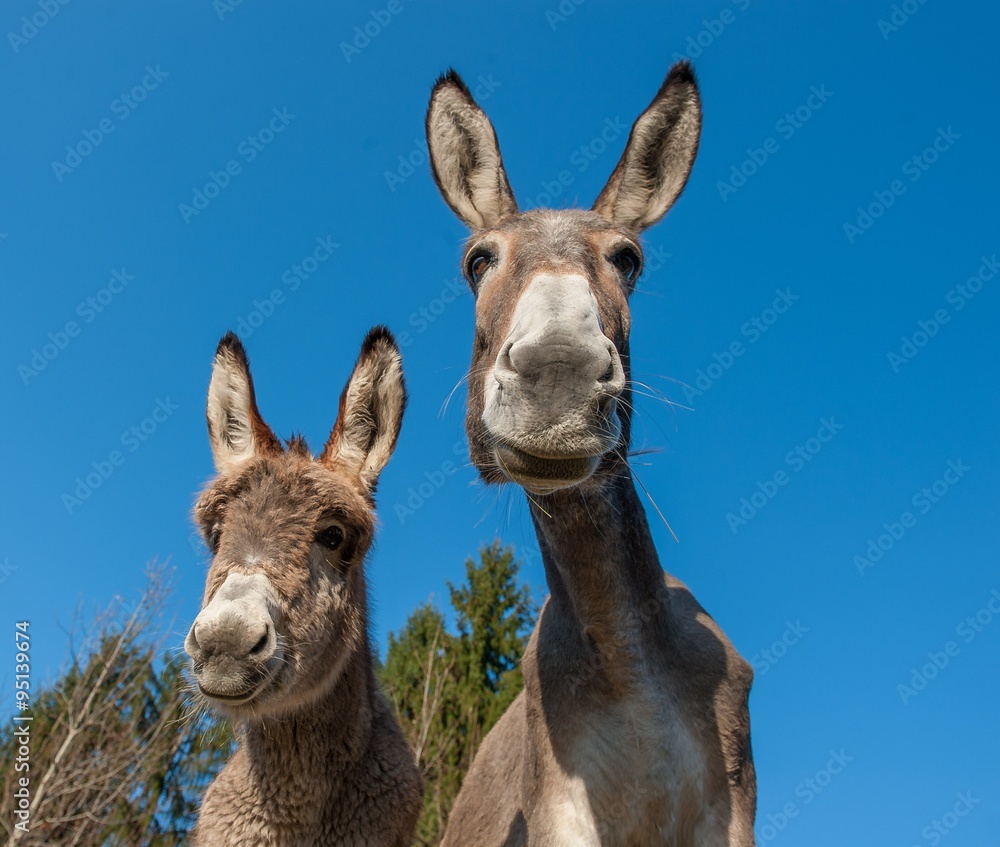 Obraz premium sguardi