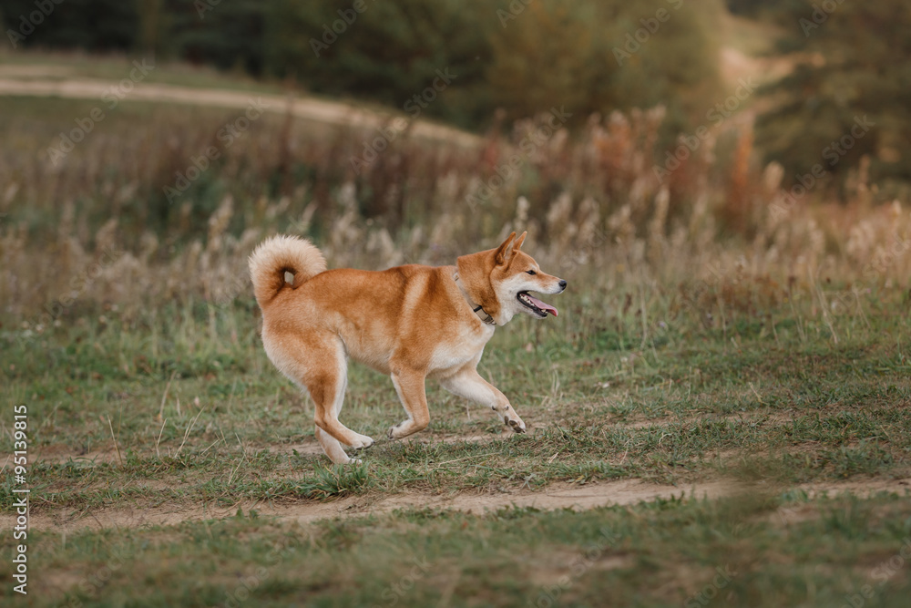 Dog breed red Japanese Shiba Dog breed red Japanese Shiba