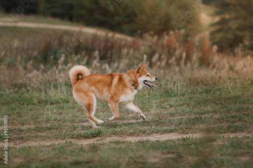 Dog breed red Japanese Shiba