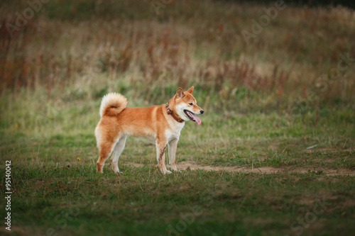 Dog breed red Japanese Shiba