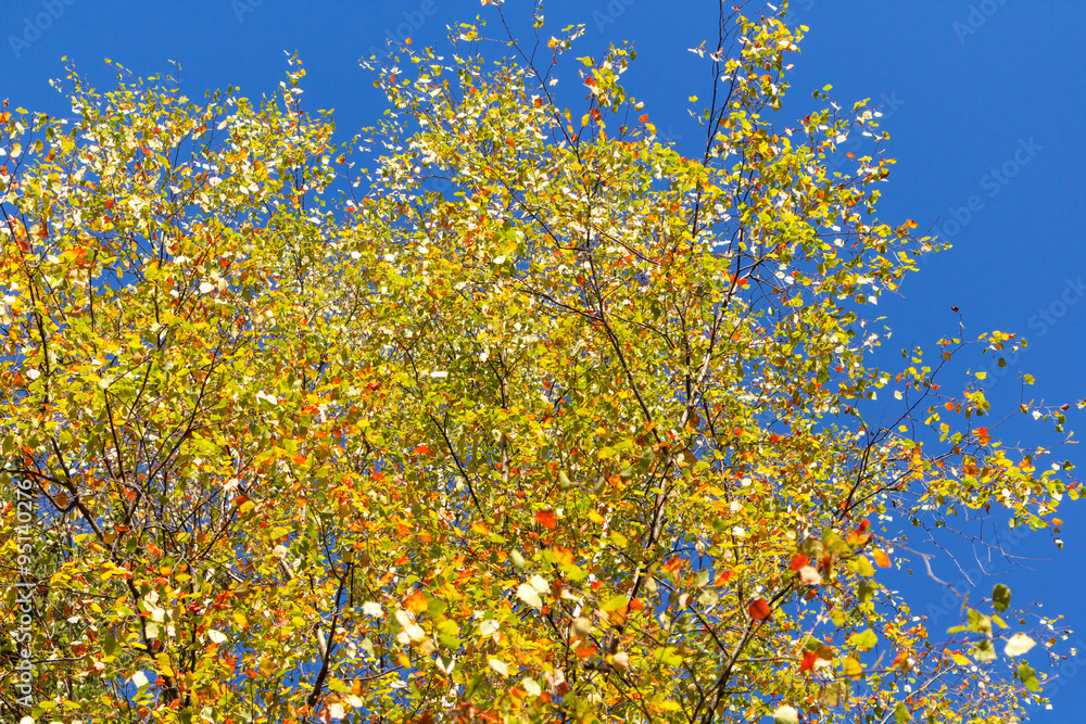 Fototapeta premium Autumn Leafs