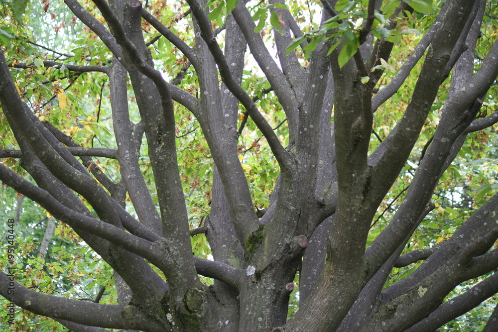Fototapeta premium Baum