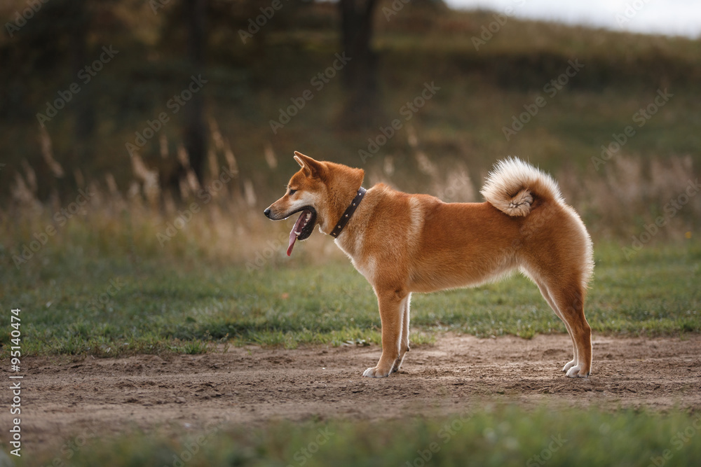Dog breed red Japanese Shiba Dog breed red Japanese Shiba