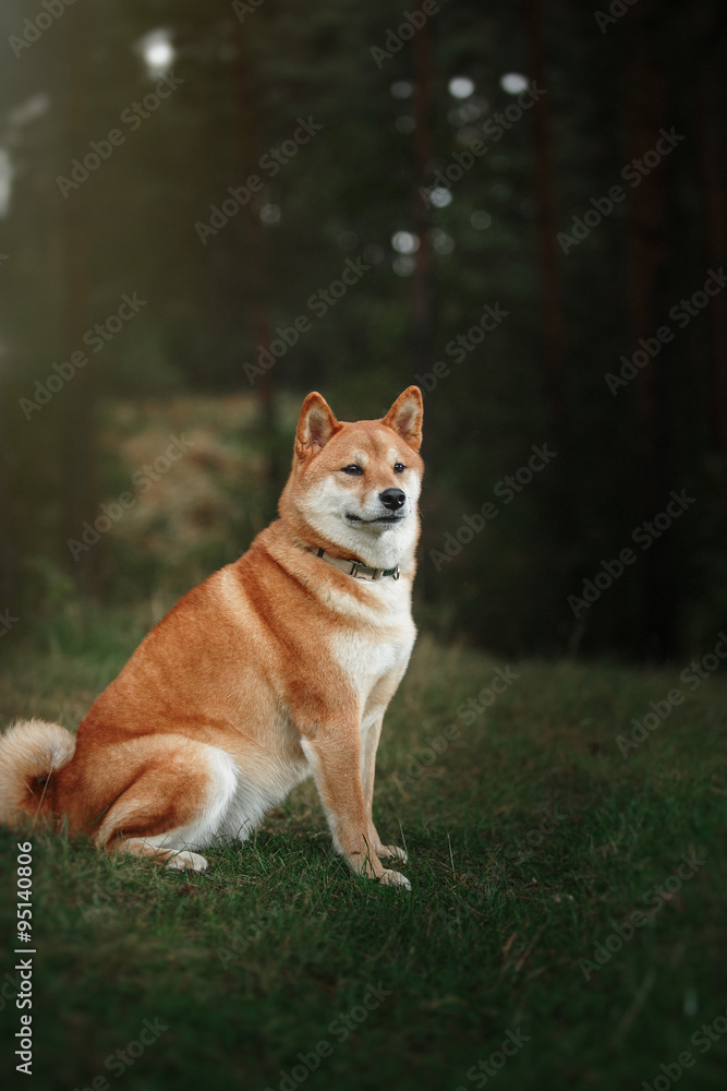 Dog breed red Japanese Shiba