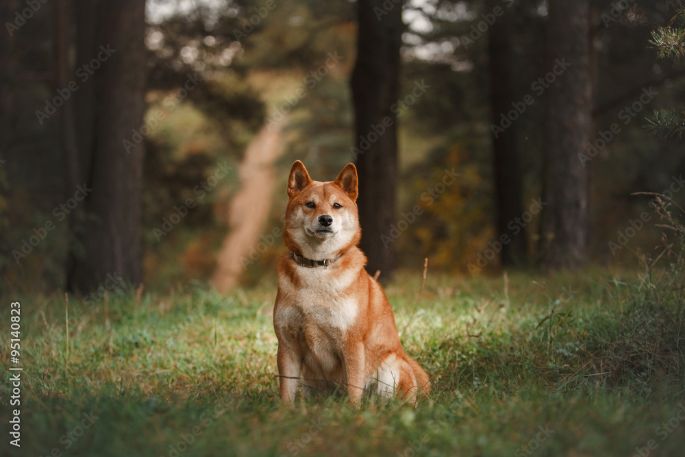 Dog breed red Japanese Shiba Dog breed red Japanese Shiba