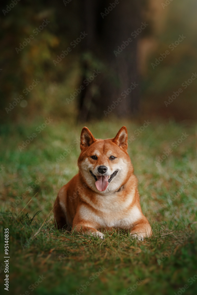 Dog breed red Japanese Shiba