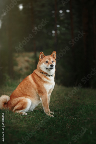 Fototapeta Naklejka Na Ścianę i Meble -  Dog breed red Japanese Shiba