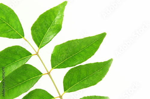 fresh curry leaves or curry patta herb closeup on white background