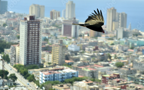 The American vultures  Cathartidae Lafresnaye  soars over Havana Cuba.